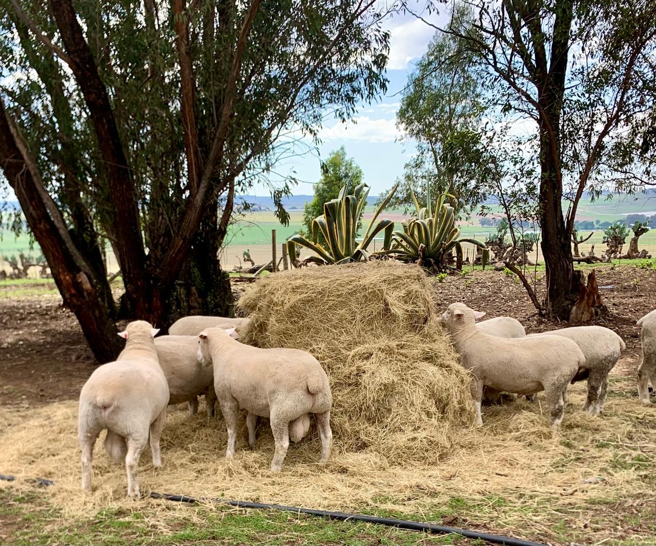 Île de France breed information