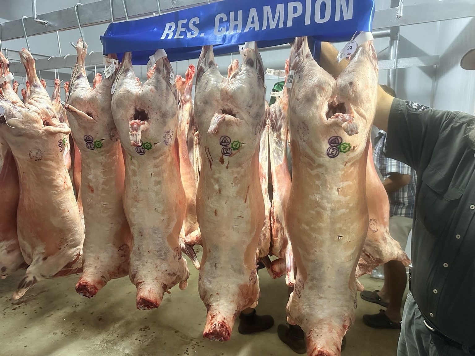 Premium lamb meat cuts